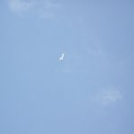 Jet Flugtage Ganderkesee 2008